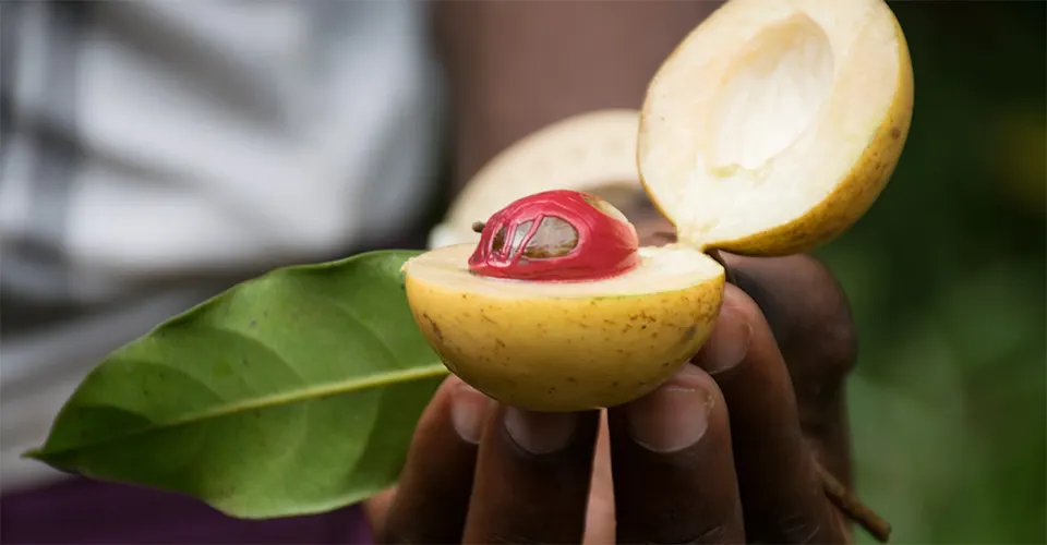 Spices Image